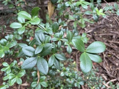 Alyxia gynopogon