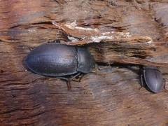 Mimopeus opaculus