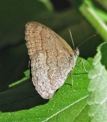 Malaveria mimula