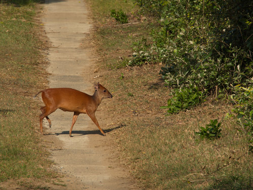 Natal Red Duiker