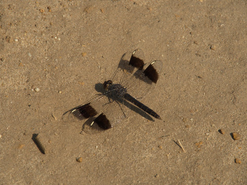 Photo of Southern Banded Groundling (Brachythemis leucosticta)