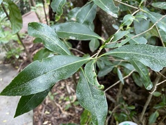 Myoporum obscurum