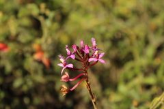 Epidendrum arachnoglossum