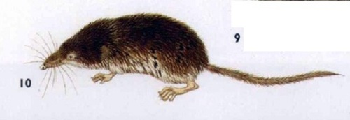 Slender Shrew (Sorex gracillimus) · iNaturalist