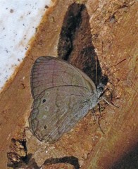 Malaveria mimula