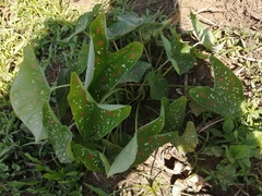 Caladium