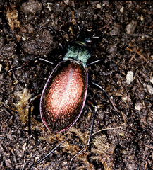 Carabus hispanus