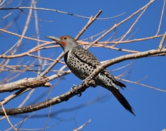 Colaptes auratus collaris