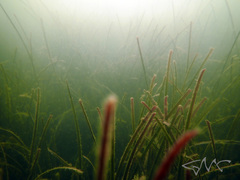 Zostera capricorni