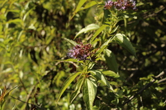 Chromolaena perglabra