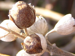 Vitex rotundifolia