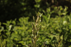 Lepidaploa karstenii