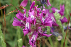 Oxytropis besseyi