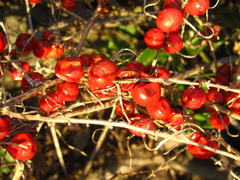 Asparagus schoberioides