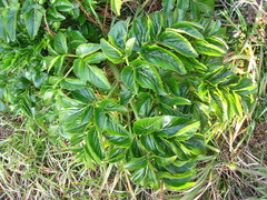 Angelica japonica
