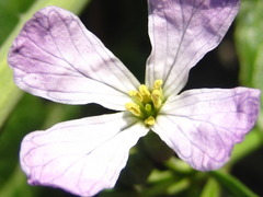 Raphanus sativus raphanistroides