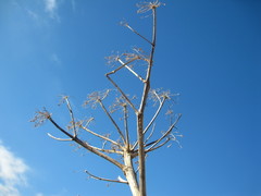Angelica japonica