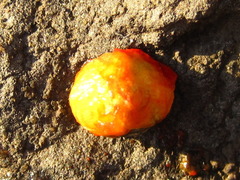 Asparagus schoberioides