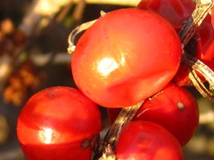 Asparagus schoberioides