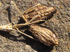 Angelica japonica