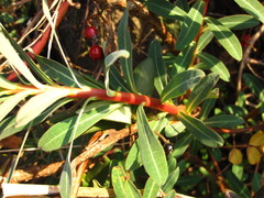 Euphorbia jolkinii