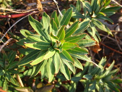 Euphorbia jolkinii