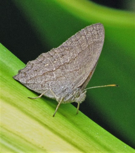 Yphthimoides mimula