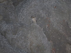 Parabuteo unicinctus unicinctus