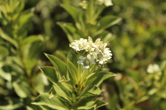 Verbesina centroboyacana