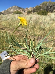 Agoseris glauca glauca