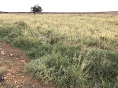 Nitraria sphaerocarpa