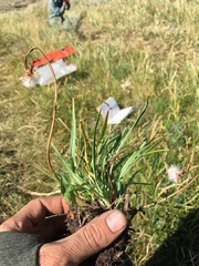Agoseris glauca glauca