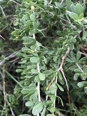 Nitraria sphaerocarpa