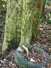 Syzygium maire