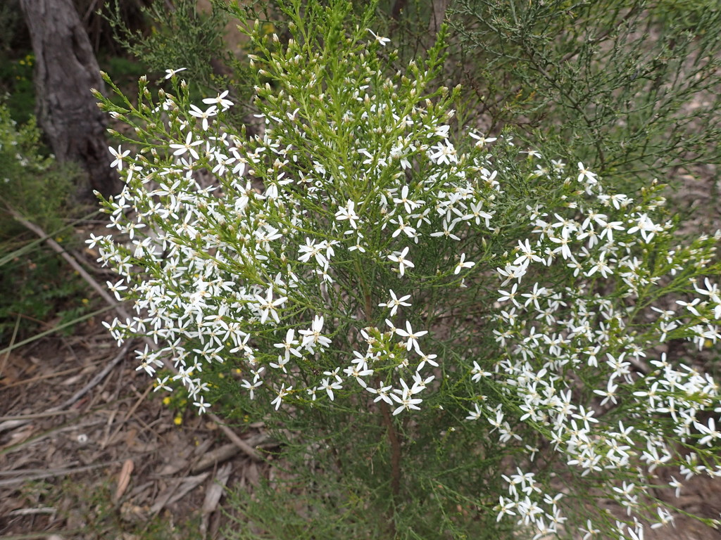 Cypress Daisy-bush