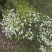Olearia teretifolia - Photo (c) Ralph Foster,  זכויות יוצרים חלקיות (CC BY-NC), הועלה על ידי Ralph Foster