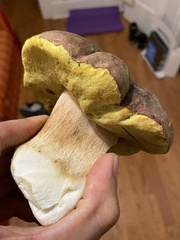 Boletus regineus