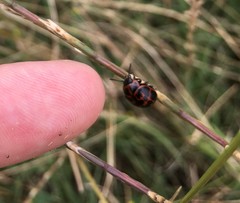 Platyphora congregata