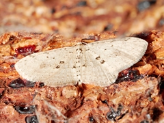Poecilasthena scoliota
