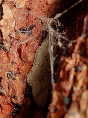 Poecilasthena scoliota