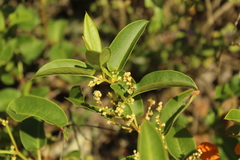 Muehlenbeckia tamnifolia