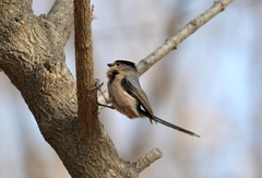 Aegithalos glaucogularis