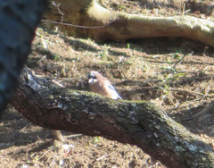 Garrulus glandarius japonicus