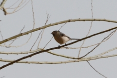 Aegithalos glaucogularis