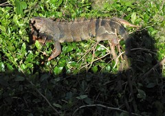 Iguana iguana