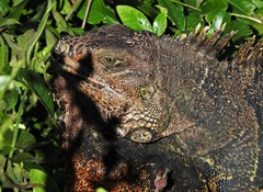 Iguana iguana