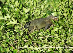 Iguana iguana
