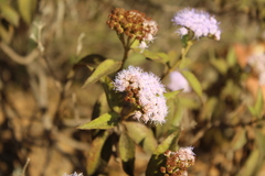 Chromolaena leivensis