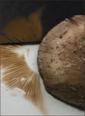 Cortinarius albofragrans