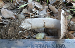 Cortinarius albofragrans